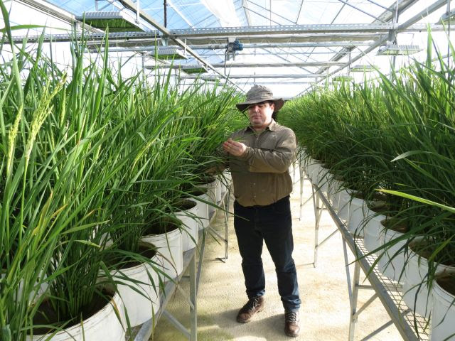 Melhoramento genético envolve observação constante da natureza e anos de estudo, respeitando o ritmo de cada cultura agrícola (Foto: Epagri)