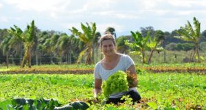Novos cultivares são desenvolvidos para melhorar a vida do produtor, a qualidade do alimento e a sustentabilidade da agricultura