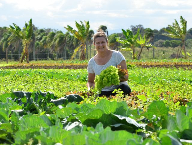 Novos cultivares são desenvolvidos para melhorar a vida do produtor, a qualidade do alimento e a sustentabilidade da agricultura