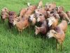 Ovinos_campo_IZ_by_LisleySilverio_16012014 (48)