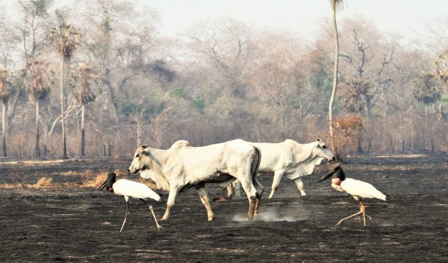 Pecuaristas levam culpa por queimadas no Pantanal