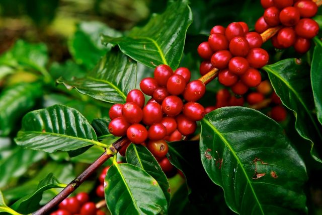 SINDIVEG-Desafios-fitossanitarios-podem-dar-gosto-amargo-ao-cafe brasileiro-Credito-Foto-PxHere SINDIVEG-Desafios-fitossanitarios-podem-dar-gosto-amargo-ao-cafe brasileiro-Credito-Foto-PxHere