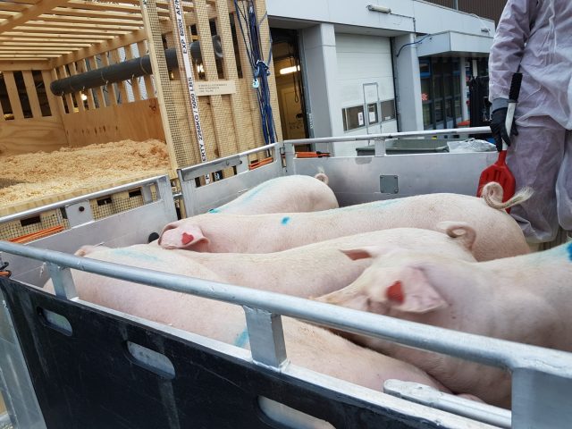 Topigs-Norsvin-as-importacoes-sao-destinadas-ao-melhoramento-genetico