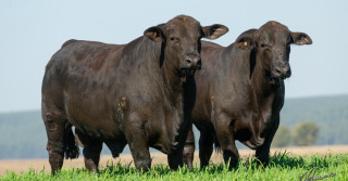 animais da raca brangus - expobrangus 2021