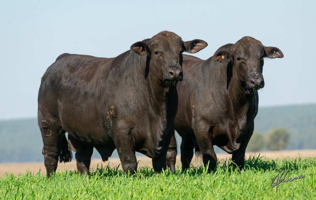 animais da raca brangus - expobrangus 2021