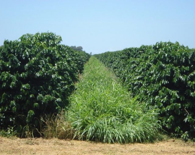 café com braquiária
