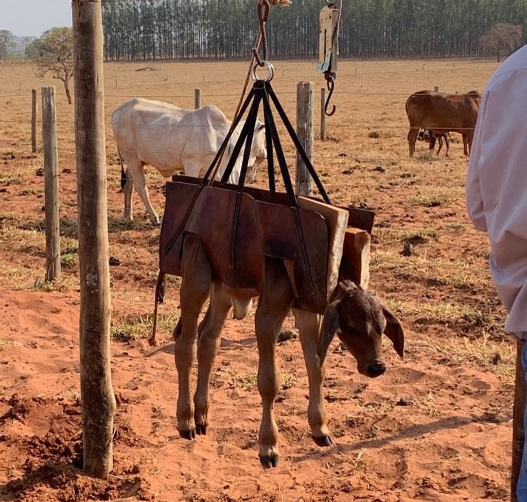 bezerro na manta de couro - manejo de maternidade pecuaria de corte 