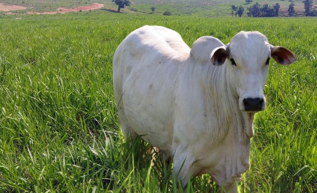 bezerro nelore em pastagem muito boa bezerro nelore em pastagem muito boa
