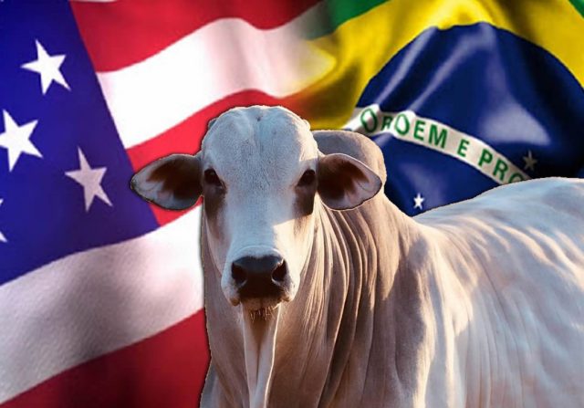 boi brasileiro