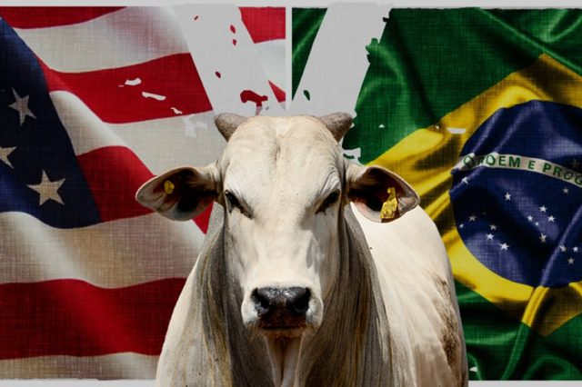 boi brasileiro x boi americano - por Thiago Pereira