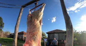 bovino carneado na fazenda