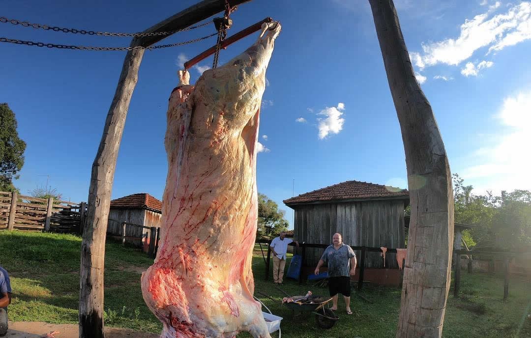 bovino carneado na fazenda