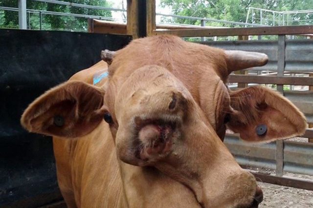 deformedcow1103b