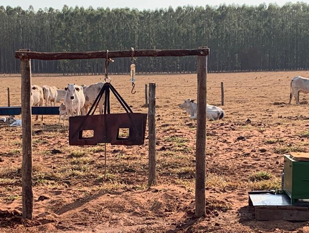 manejo de maternidade vacas nelore