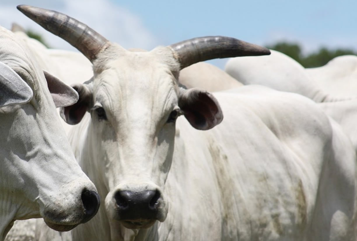 matriz da raca nelore vaca