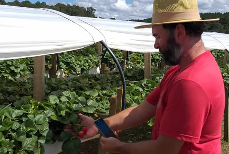 Veja a Agricultura de precisão na produção de morangos