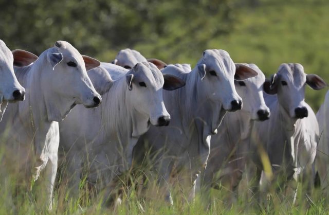 novilhas fazenda Elge