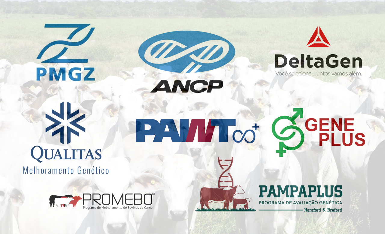 programas de melhoramento genético bovino