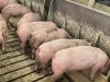 suinocultura - suinos se alimentando porcos