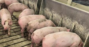 suinocultura - suinos se alimentando porcos