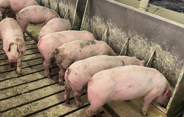suinocultura - suinos se alimentando porcos suinocultura - suinos se alimentando porcos