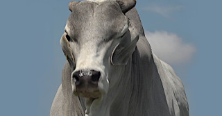 touro envergonhado zebu