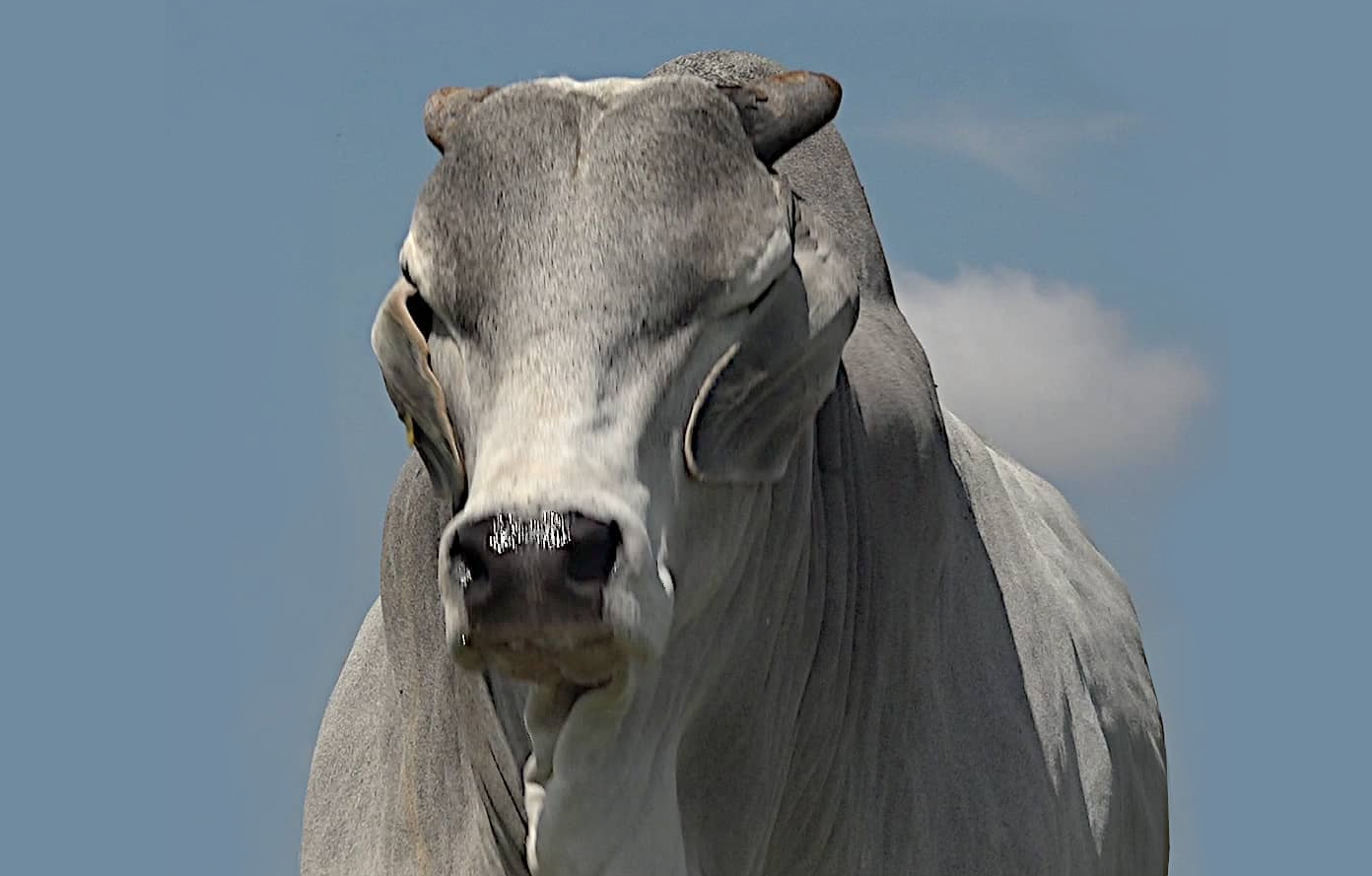 touro envergonhado zebu