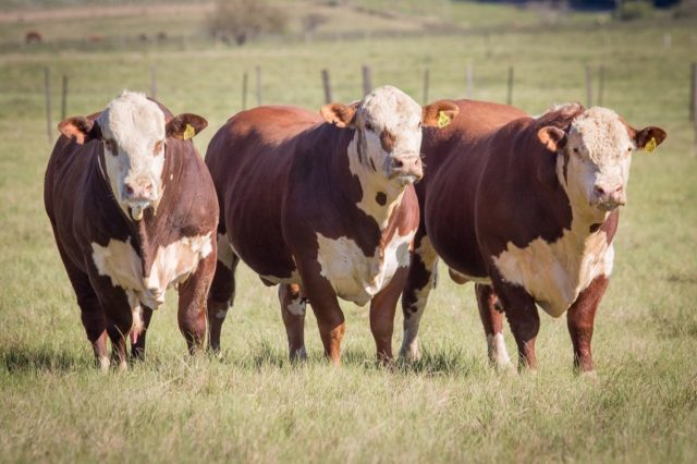 touros hereford e braford touros hereford e braford