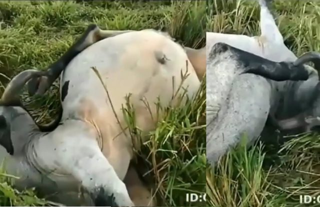 vaca com pata presa no chifre