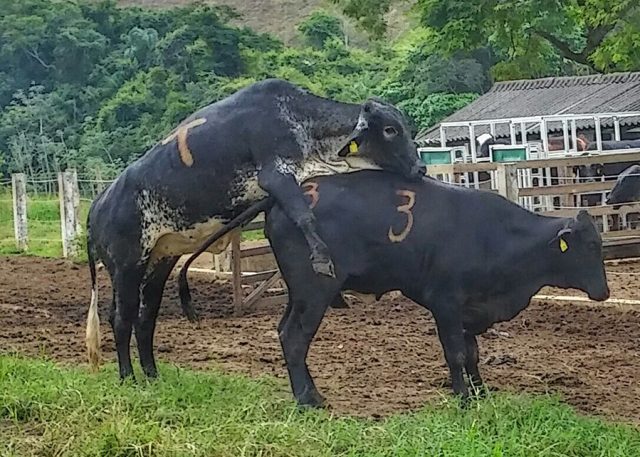 vaca saltando em vaca no cio