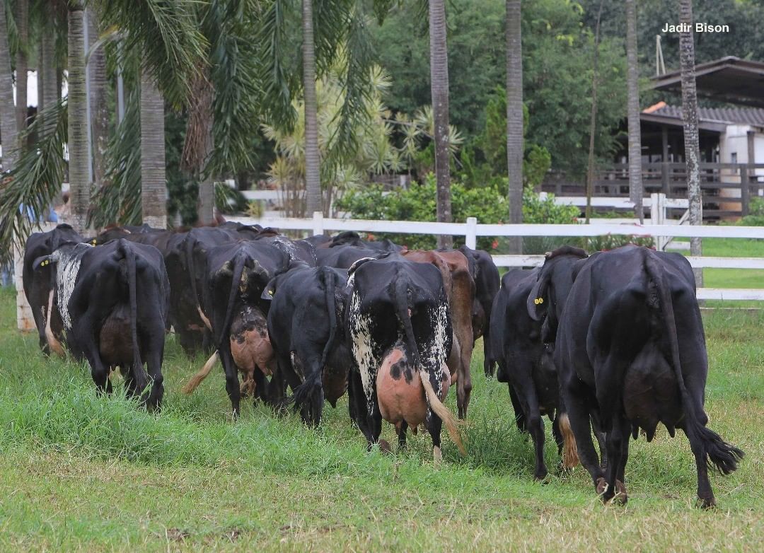 vacas Girolando Vila Rica