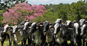 vacas e novilhas girolando - fazenda santa luzia