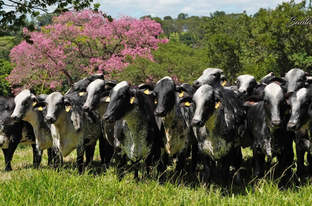 vacas e novilhas girolando - fazenda santa luzia