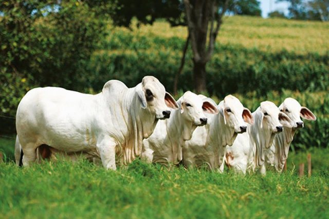 20180710-Integracao-Lavoura-Pecuaria-Area-Produtiva 20180710-Integracao-Lavoura-Pecuaria-Area-Produtiva