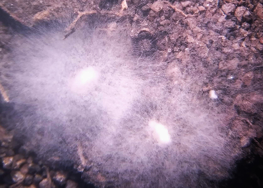 Imagem aumentada da formulação granular do fungo Metarhizium robertsii sobre o solo, os grânulos estão na fase inicial de esporulação, quando apresentam apenas hifas de cor branca sem a formação das estruturas infectivas do fungo (conídios) -