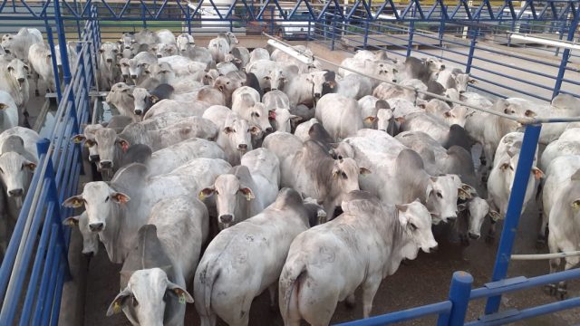 ACNB-Animais-em-Curral-Circuito-Nelore-de-Qualidade-2021-vai-comecar-e-ja-tem-36-etapas-confirmadas-em-11-estados-foto-divulgacao ACNB-Animais-em-Curral-Circuito-Nelore-de-Qualidade-2021-vai-comecar-e-ja-tem-36-etapas-confirmadas-em-11-estados-foto-divulgacao