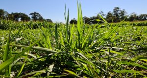 Bactéria Azospirillum aumenta biomassa de espécies de capim