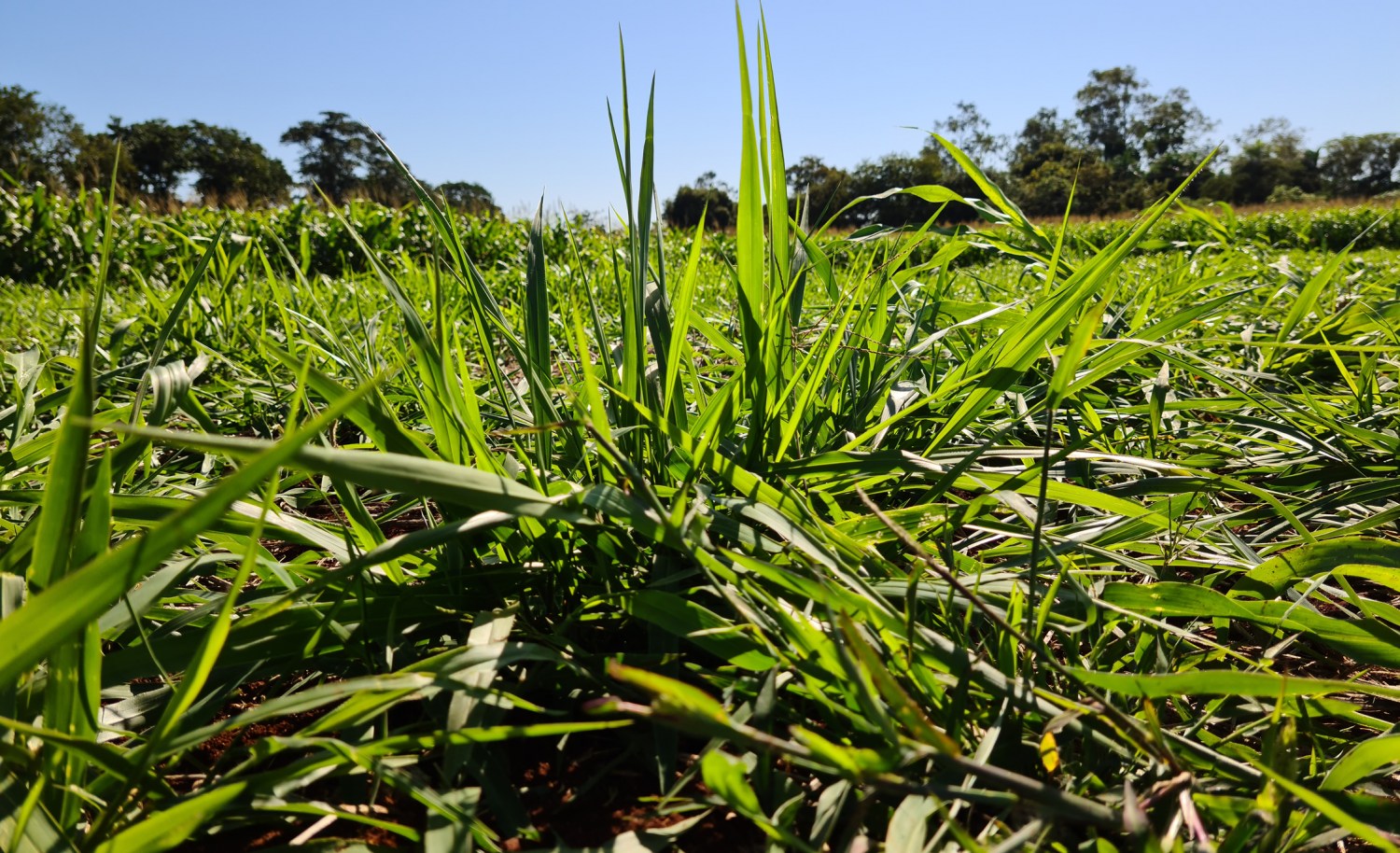 Bactéria Azospirillum aumenta biomassa de espécies de capim