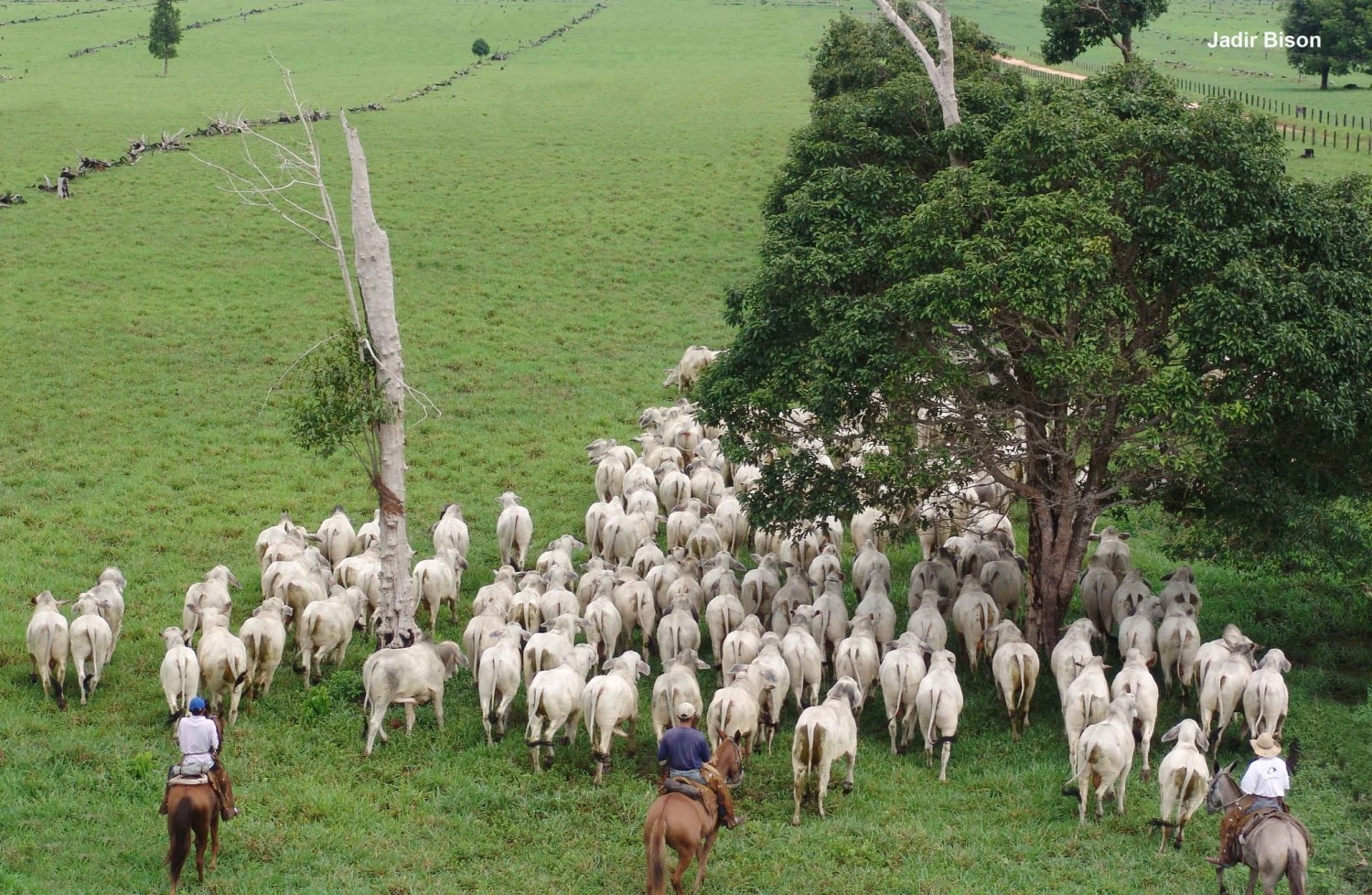 Boiada Tabapuã na Fazenda Mutema