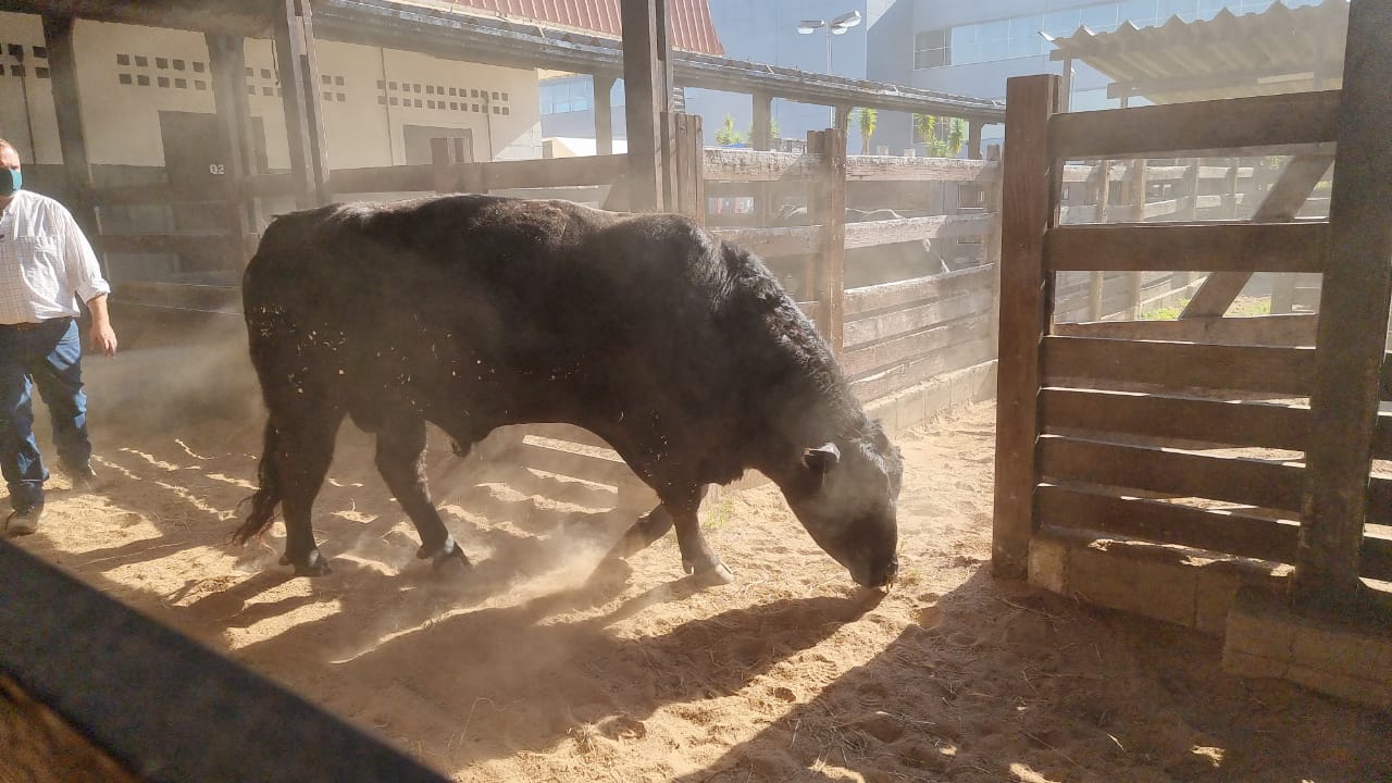 Central no Brasil faz importação de touros da raça Angus