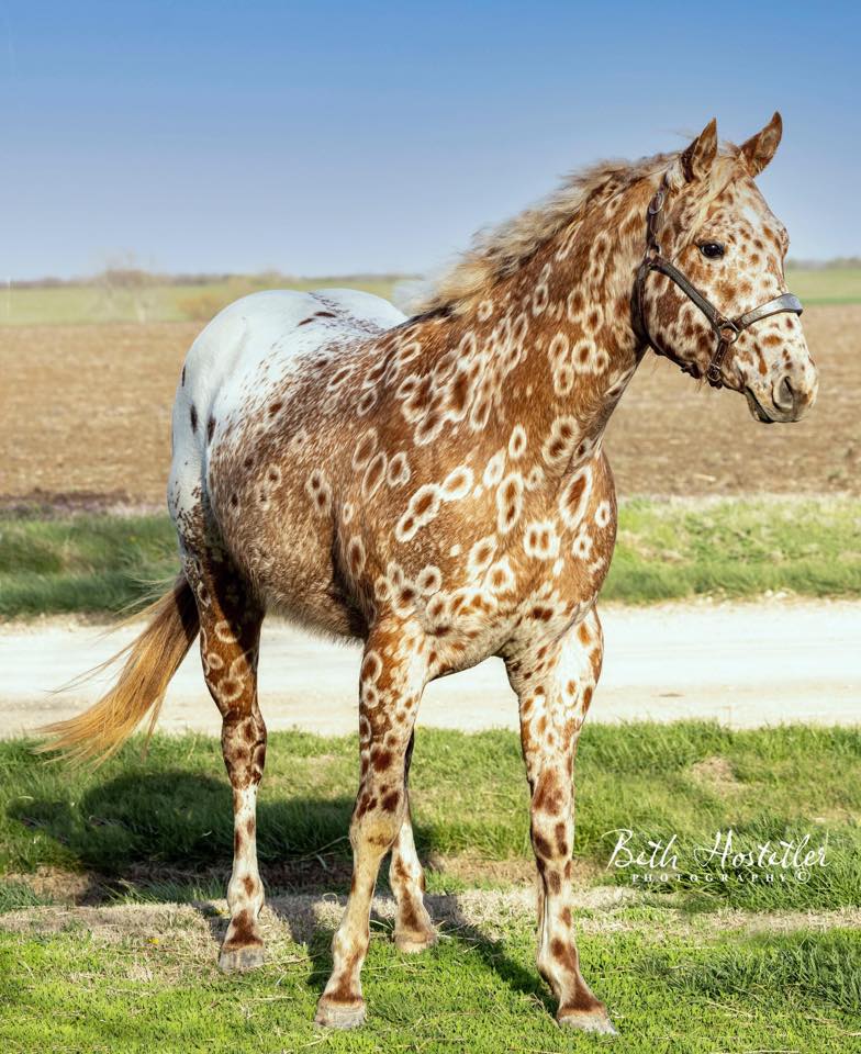 Cs Arrogant Playboy - cavalo appaloosa