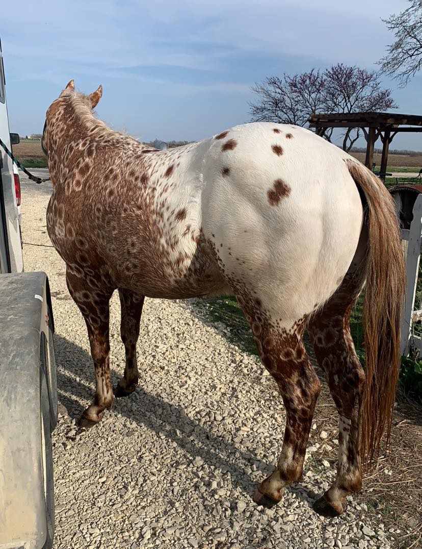 Cs Arrogant Playboy - cavalo appaloosa