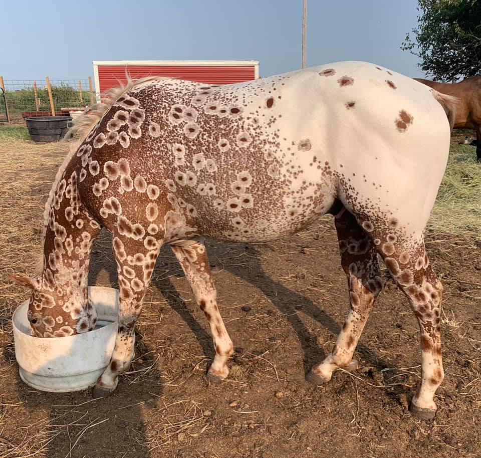 Cs Arrogant Playboy - cavalo appaloosa