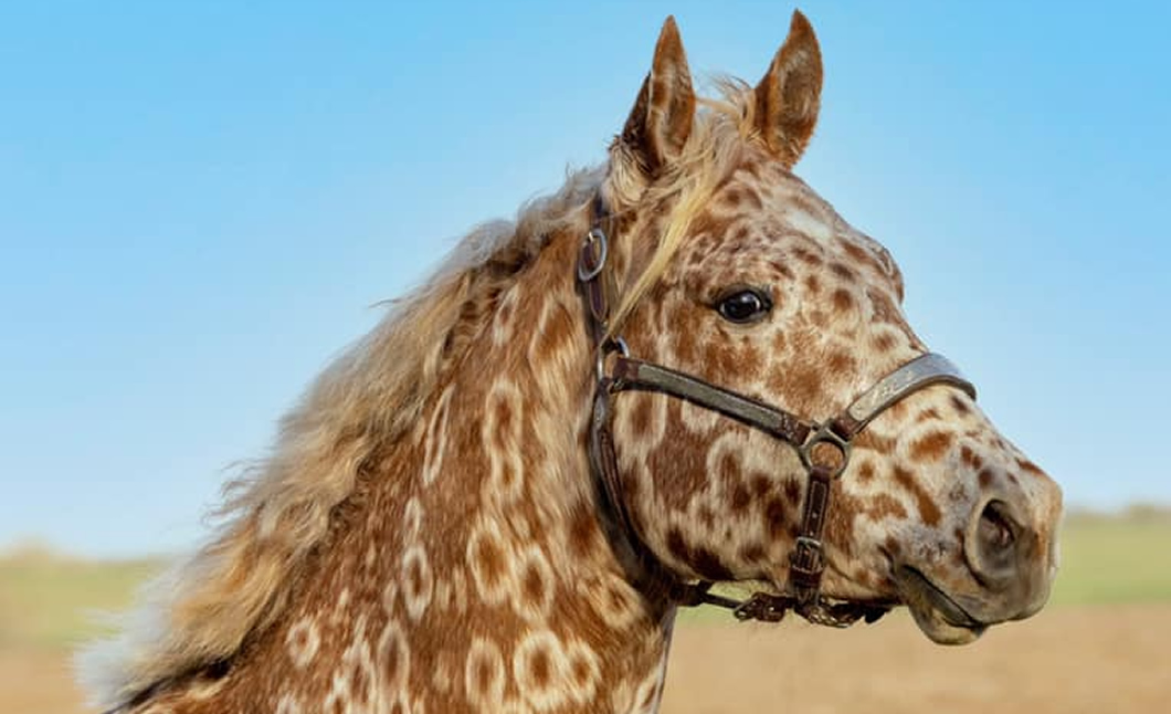 Cs Arrogant Playboy - cavalo appaloosa