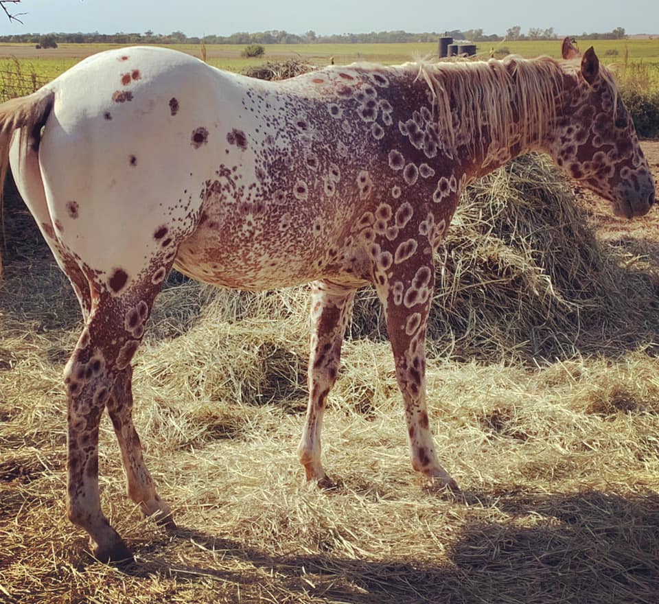 Cs Arrogant Playboy - cavalo appaloosa