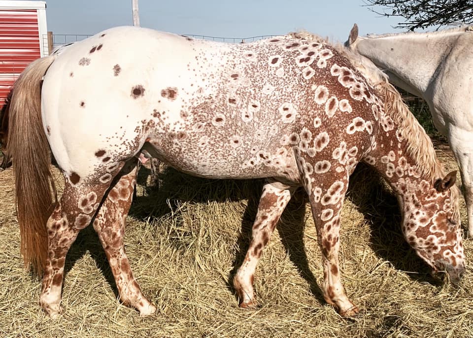 Cs Arrogant Playboy - cavalo appaloosa