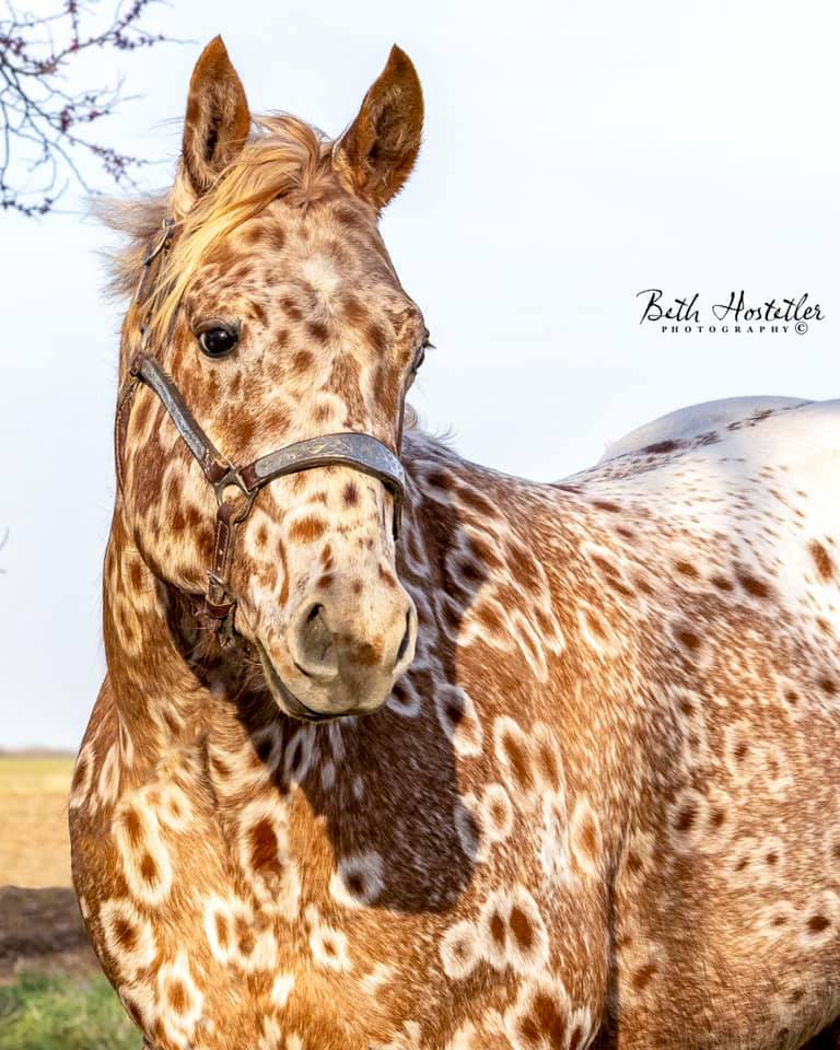 Cs Arrogant Playboy - cavalo appaloosa