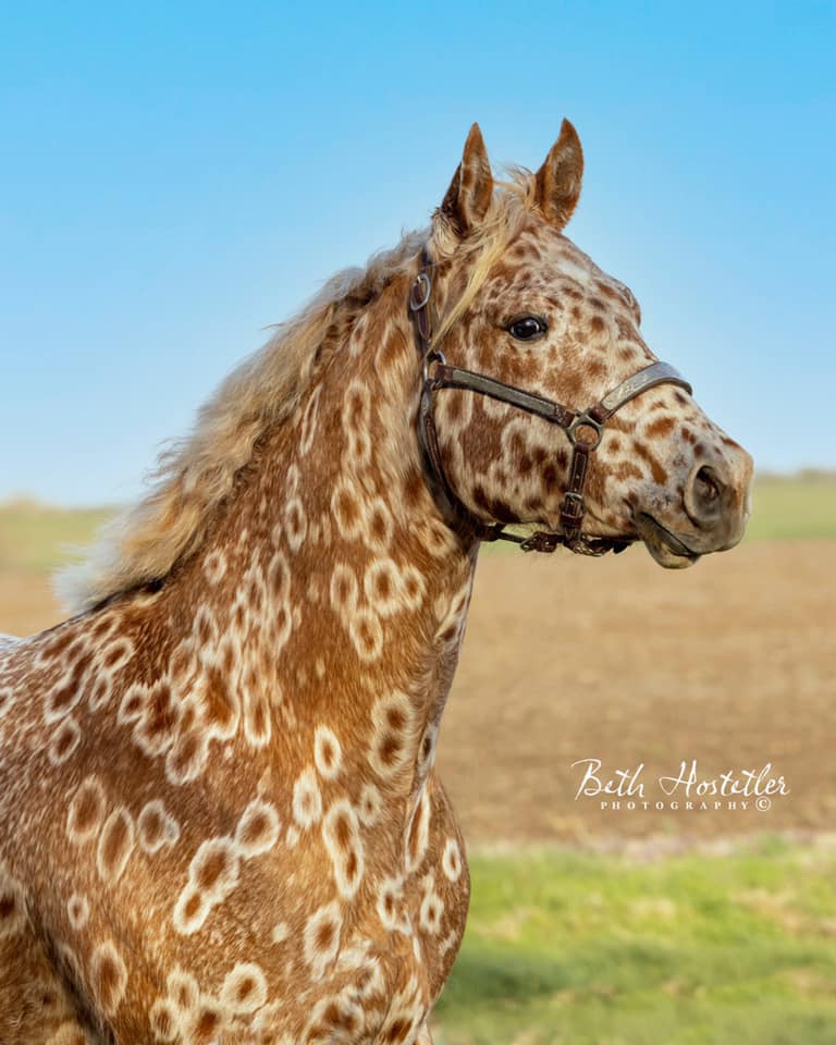 Cs Arrogant Playboy - cavalo appaloosa