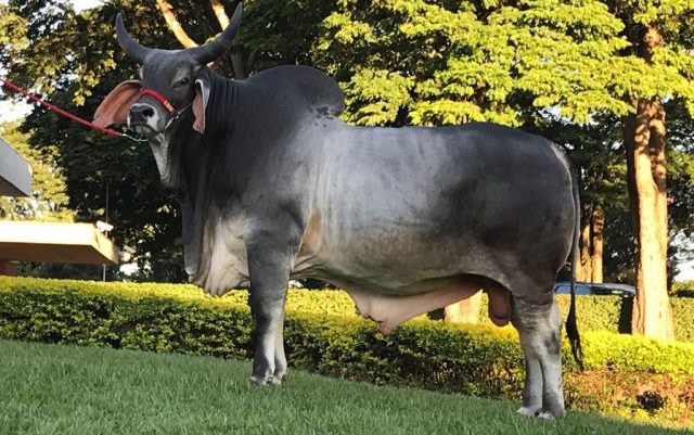 Dago-LBN-Grande-Campeão-EXPOZEBU-2018