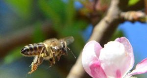 Cerca de 73% das espécies agrícolas cultivadas no mundo são polinizadas por abelhas (Foto: Nilson Teixeira)